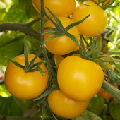 Tomat 'Goldene Königin'