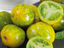 Tomat ''Green Zebra'' Halvstora, gulgröna frukter med mörkgröna strimmor