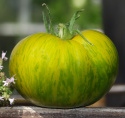 Tomat ''Green Zebra'' Halvstora, gulgröna frukter med mörkgröna strimmor
