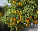 Pärontomat F1 ''Pear Drops'' Gula, dropplika tomater med sött, saftigt fruktkött