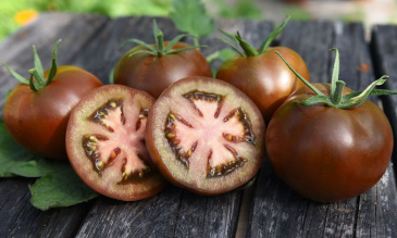 Tomat F1 'Kakao'