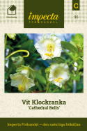  Vit Klockranka 'Cathedral Bells', Storblommande slingerväxt med vita blommor.