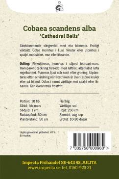  Vit Klockranka 'Cathedral Bells' fröpåse baksida Impecta
