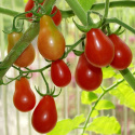 Pärontomat 'Red Pear' röda små päronformade tomater