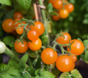 Körsbärstomat ''Venus'' små gula och orange tomater som växer i klasar