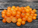 Körsbärstomat ''Venus'' små gula och orange tomater som växer i klasar