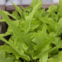  Miniplocksallat 'Baby Oakleaf' liten ljusgrön sallad, kompakt i formen