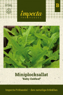  Miniplocksallat 'Baby Oakleaf' liten ljusgrön sallad, kompakt i formen