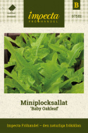  Miniplocksallat 'Baby Oakleaf' liten ljusgrön sallad, kompakt i formen
