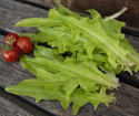  Miniplocksallat 'Baby Oakleaf' liten ljusgrön sallad, kompakt i formen