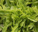  Miniplocksallat 'Baby Oakleaf' liten ljusgrön sallad, kompakt i formen