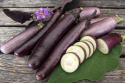 Aubergin 'Slim Jim', vitt fruktkött med fin smak, helt bitterfri. Rikgivande sort för bädd eller krukor på varma, skyddade lägen.