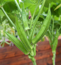 Okra F1 'Baby Bubba' avlång stjärnformad grönsak med ihåligt inre, ljusgrön 