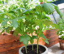 Okra F1 'Baby Bubba' avlång stjärnformad grönsak med ihåligt inre, ljusgrön 
