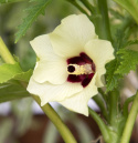 Okra F1 'Baby Bubba' avlång stjärnformad grönsak med ihåligt inre, ljusgrön 