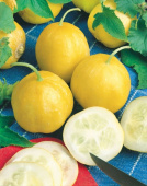Äppelgurka 'Lemon'