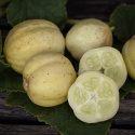 Äppelgurka 'Lemon' en rund solgul gurka med ljust fruktkött