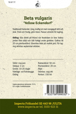 Foderbeta 'Yellow Eckendorf'