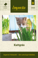 Kattgräs klargrönt vackert gräs som uppskattas av katter