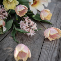 Tulpanmix ''Drömmig aprikos'', Mjuka och varma nyanser av aprikos, gult, rosa och cremevitt.