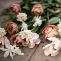 Tulpanmix ''Romantiskt gammelrosa'' Romantisk bukett i ljust rosa, champagne, aprikos och gräddvitt.