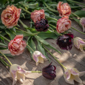 Tulpanmix ''Nattsvart koppar'', Kontrastrik bukett med nyanser av koppar, rosa, creme och purpursvart.