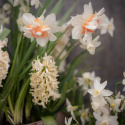 Narcissmix ''Rådjurssäkra lökar'''', Härligt kit med smörgula och vita toner